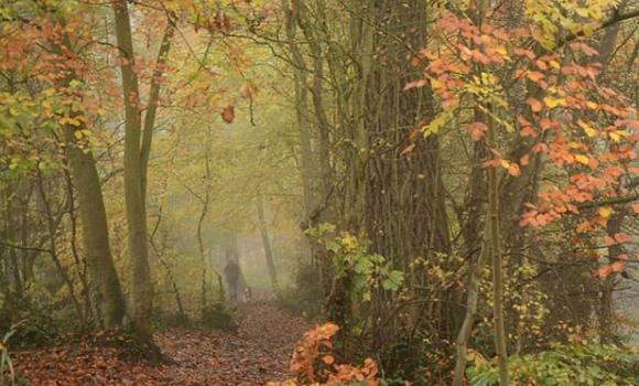 Cusworth woodland looking magical - @begona.hernandez