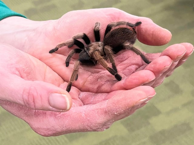 The desert blonde tarantula wasn't as popular
