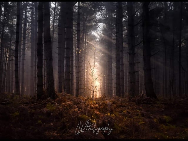 A stunning photo taken from Budby Heath in Sherwood Forest.