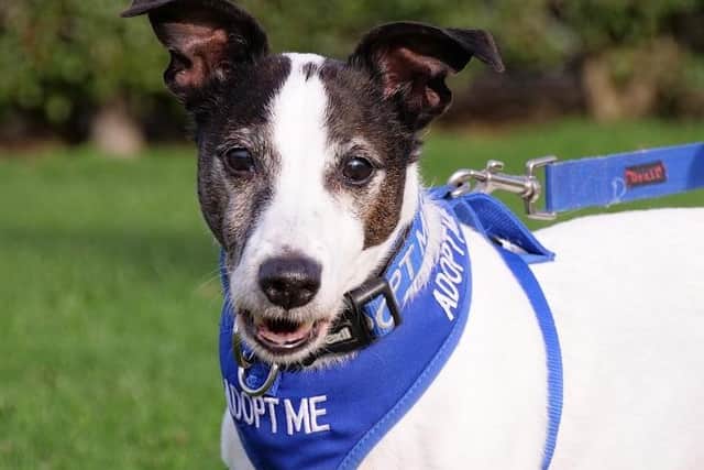 Spud is looking for a new owner to give him the care he needs.