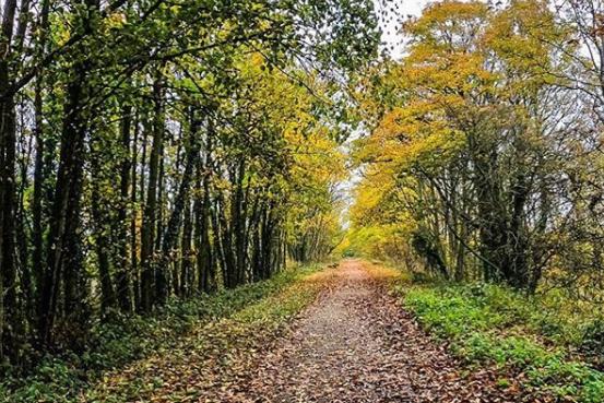 Doncaster's paths are looking lovely at the moment - @atmospheric_images