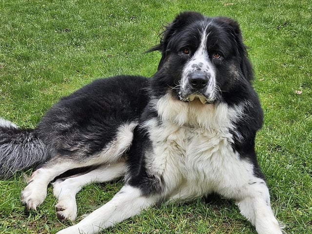 Lisa adroped Ozzy a couple of years ago - he will be 3 in February. Gorgeous, soppy, and very loving with a deep bark!