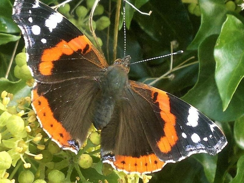 Explore the fascinating world of insects, through informative displays and live exhibits, at the Brackenhurst campus of Nottingham Trent University in Southwell on Saturday (10.30 am to 4.30 pm). The free, annual Insect Show event will also include stands and talks on what are the most diverse and abundant of all animals, explaining the vital roles they play.