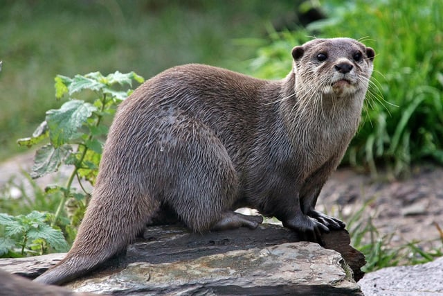 It has been suggested that otters have started using The Bottoms local nature reserve in Mansfield. Just one of the reasons to pay it a visit as the River Meden flows through a wildlife corridor that joins Meden Vale with neighbouring green spaces. It is also home to badgers, foxes, newts, grass snakes, water voles and numerous species of bird.