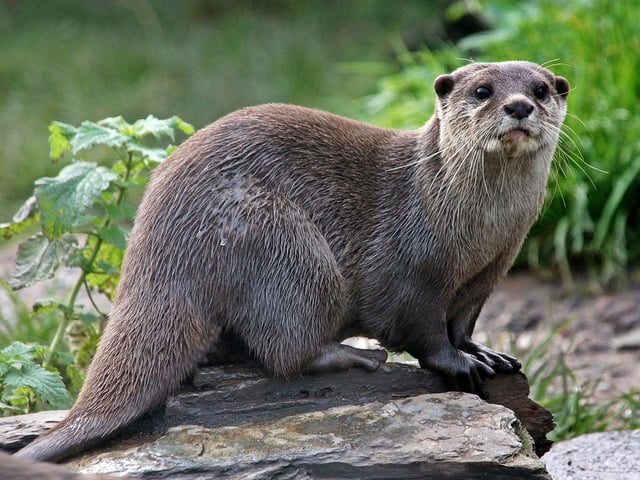 It has been suggested that otters have started using The Bottoms local nature reserve in Mansfield. Just one of the reasons to pay it a visit as the River Meden flows through a wildlife corridor that joins Meden Vale with neighbouring green spaces. It is also home to badgers, foxes, newts, grass snakes, water voles and numerous species of bird.