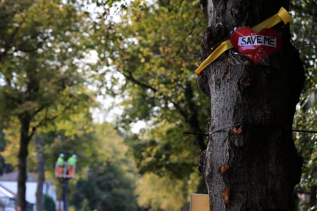In England, tree canopy cover stands at just 12.8 per cent, of which only 10 per cent can be attributed to woodland. Across the European Union, woodland cover rises to 38 per cent.