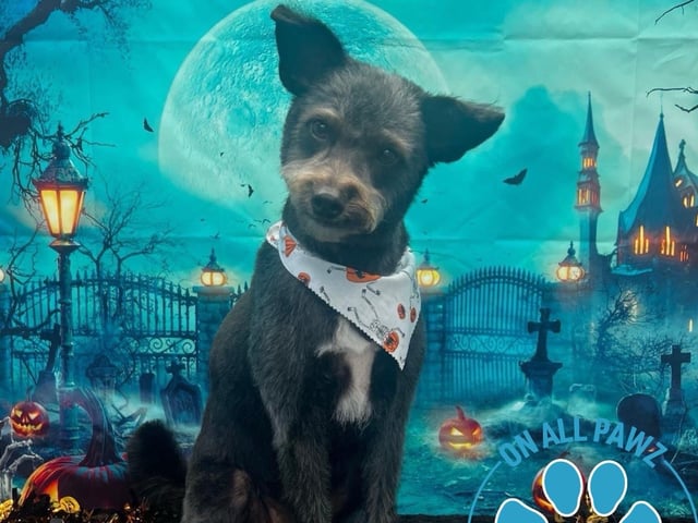 The announcement of the photoshoot was well received by customers, with many expressing enthusiasm to have their dogs photographed during spooky season.