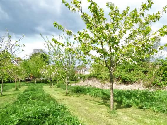 Community Orchard