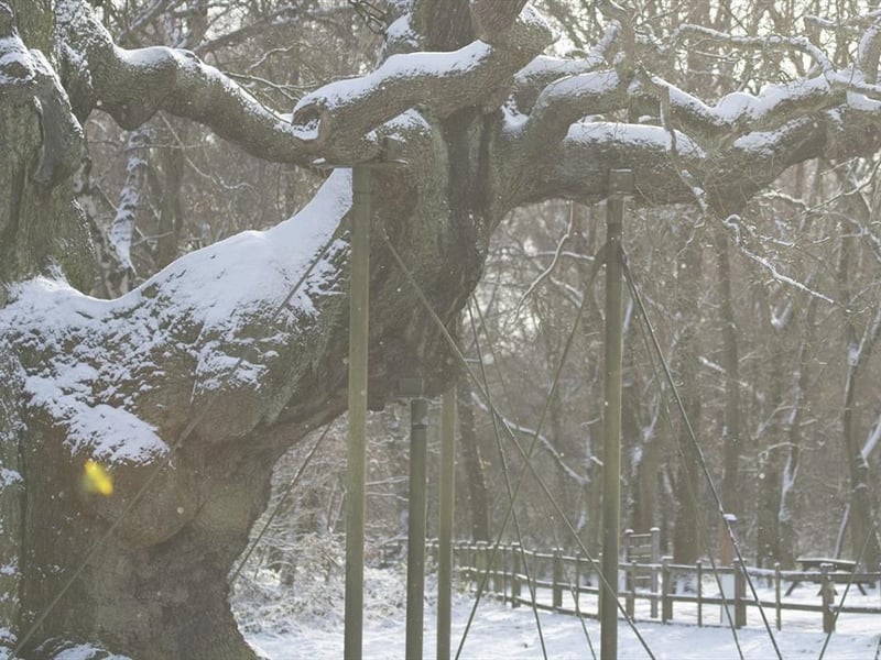 Learn how to identify trees when they are not in leaf in a special guided winter walk from the Sherwood Forest Visitor Centre in Edwinstowe this Saturday (10.30 am to 12.30 pm). Experts will show you the key characteristics, which are often hidden, to look for, and you can learn about a variety of tree species within the historic forest