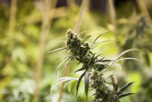 More than 400 canabis plants were discovered at a property in Jacksdale. (Photo by: Nottinghamshire Police).