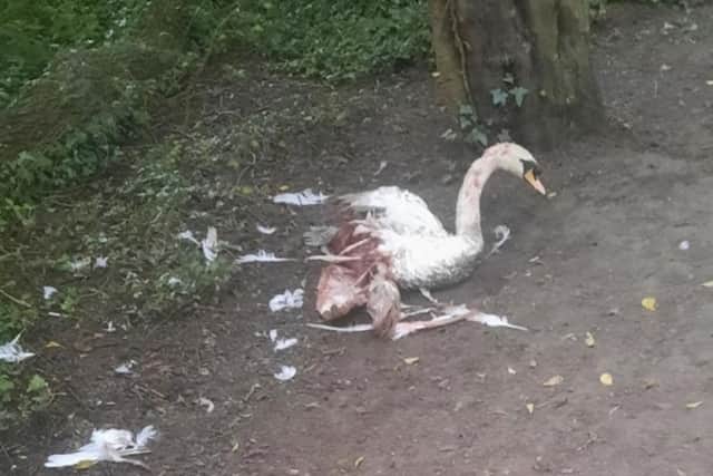 The swan was put down after receiving 'horrific' injuries.