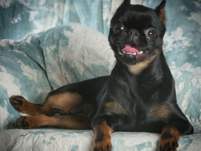 One of the happiest toy dog breeds, the Brussels Griffon is naturally cheerful and loves to play. They are also likely to bring a smile to your face with their mischievous behaviour.