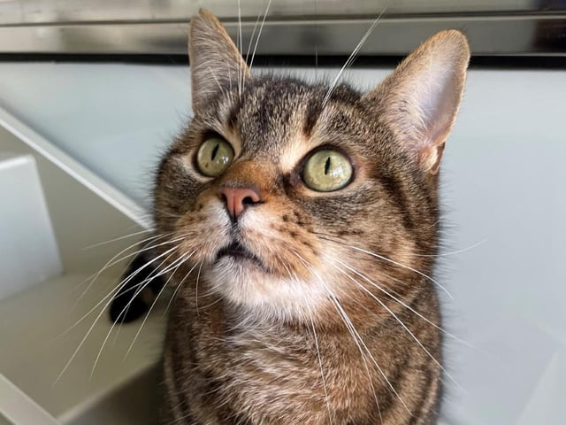 Daisy is a beautiful cat who would suit a quieter home with an experienced cat owner. Daisy is a little worried at the centre, however she does enjoy curling up on a lap and having a fuss when in a home. She would need to be the only pet in her new environment.