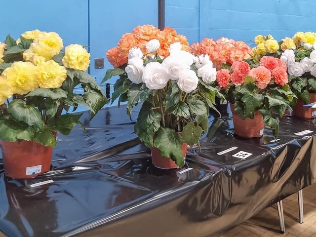 Colourful Begonias