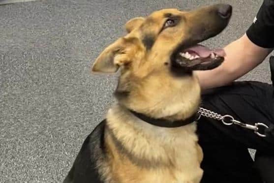 German Shepherd Seth was reunited with his relieved owner Helen Firth after he went missing for several hours in Blidworth. Photo: Notts Police.