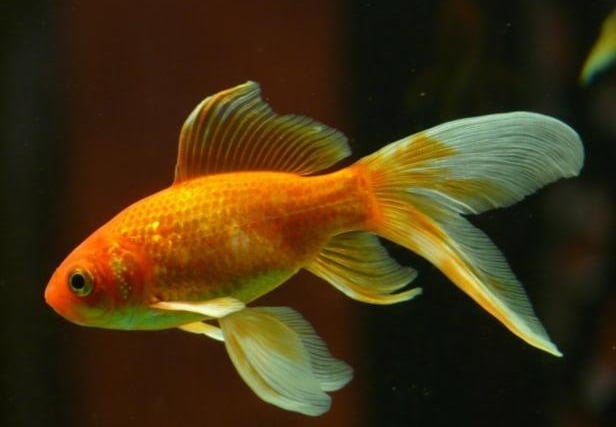 Tish - the world's oldest goldfish was won at a funfair in Doncaster in 1956. He died in 1999 and was buried in his owner’s garden.