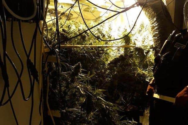 The cannabis seized in the raid.