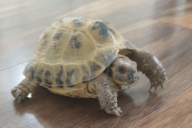 Michelangelo, or 'Mikey', is a male Horsfield Tortoise. Owner Claire Robertson describes him as 'notoriously stubborn, territorial and bitey... a grumpy tortoise!'
