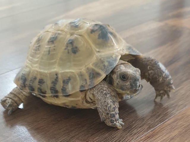 Michelangelo, or 'Mikey', is a male Horsfield Tortoise. Owner Claire Robertson describes him as 'notoriously stubborn, territorial and bitey... a grumpy tortoise!'