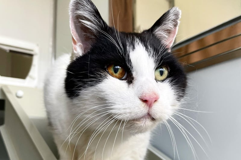 Hello, I am Mr Barry. I was brought into the centre as a long term stray so little is known about my previous life... I am sort of a mystery. At first, I was very worried by centre life but now I am showing my true self, living my 'truth' and loving attention and fuss. If given the time to settle in, I could be very happy living with older children.