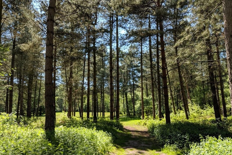 Enjoy this lovely wooded trail as you wind along the tracks through Clipstone Forest where you can take in the scenic paths and keep an eye out for wildlife, including deer, and listen out for birdsong.  Rated: Moderate