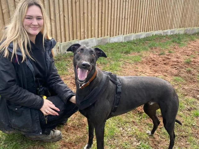Twilight is a gorgeous boy who LOVES his food, making him a keen learner, as he will do anything for a tasty treat or two. His other love is toys; he loves playing with toys anddoing zoomies with them. He will happily keep himself entertained all day long. He has tons of character and personality and is waiting for a suitable adopter.However, he does have a sensitive side and can sometimes find loud noises a little scary and overwhelming at times. For this reason, Dogs Trust Loughborough is looking for an adult-only home with adopters who are happy to work with Twilight to help him overcome some of his worries. He’d love a quieter home away from any hustle and bustle… and a sofa for him to have an afternoon snooze on, of course! See www.dogstrust.org.uk/rehoming/dogs/greyhound/1258067