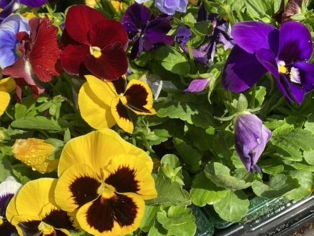Oilwell Nursery, a family-run business on Chesterfield Road, Tibshelf, was another recommended garden centre in the area. View more at: www.facebook.com/oilwellnursery.co.uk