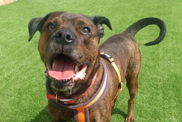 Buzz is a sweet older gentleman who is looking for a loving home to spend his golden years. He is very affectionate with lots of energy, but can be a little shy around new people and is wary of other dogs, so need to be the only pet in an adult only home with a private garden. Breed: Cross Mastiff