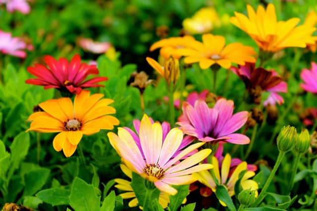 Expert Reveals: How to prepare your garden for spring after the winter months