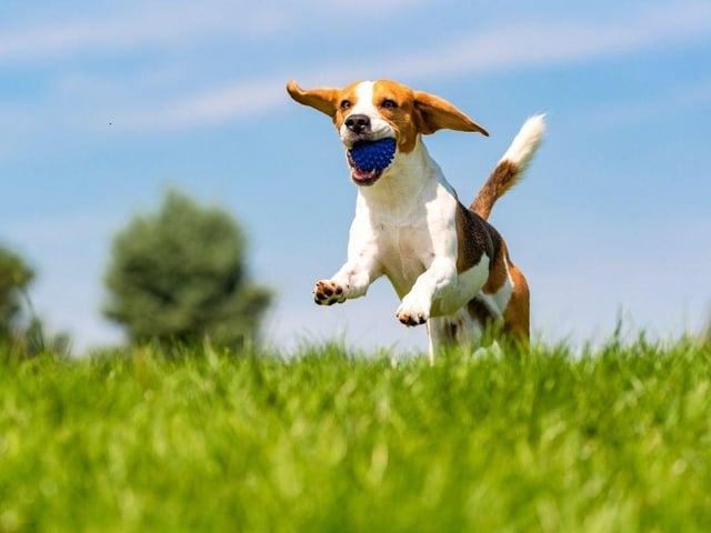 The American Kennel Club describes the Beagle as "happy-go-lucky, merry, and friendly." Their naturally smiley faces reflect their typical mood. Like most dogs, when Beagles are happy, they will wag their tails, but when they are really happy, they will wiggle their entire bodies.