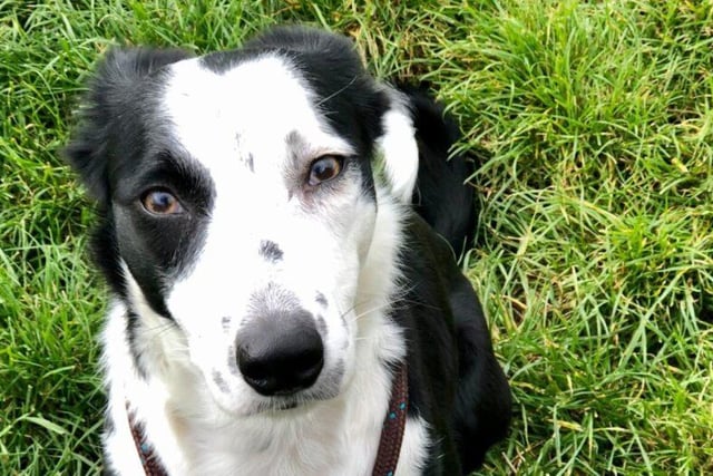Skye is very affectionate with people she knows, but she can be a little anxious and wary so would need an owner with experience of nervous dogs. She is very active and needs lots of exercise and games to keep her going, and would prefer a quiet home in a more rural setting so she can go on walks. Breed: Border Collie
