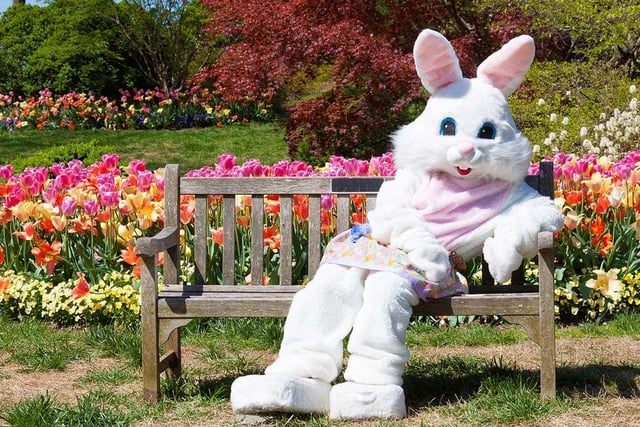 The chance to have a freshly cooked breakfast with the Easter bunny is on the menu at Rufford Abbey Country Park on the mornings of Good Friday, Saturday and Sunday. Every child will also receive a trail sheet so they can take part in an Easter egg hunt. Find the eggs that have been hidden by the bunnies and win a special prize.