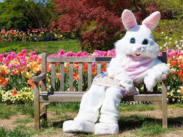 The chance to have a freshly cooked breakfast with the Easter bunny is on the menu at Rufford Abbey Country Park on the mornings of Good Friday, Saturday and Sunday. Every child will also receive a trail sheet so they can take part in an Easter egg hunt. Find the eggs that have been hidden by the bunnies and win a special prize.