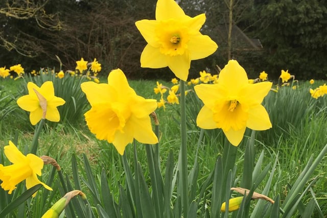 ​These daffodils at Lea are looking very vibrant in this latest shot taken by Kim Welberry.