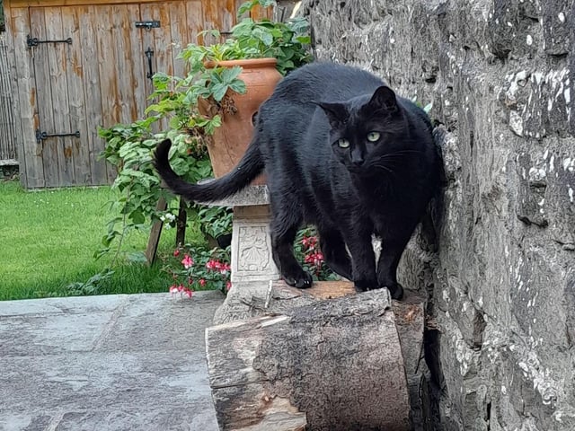 Ella Theakstone, from Mansfield, shared a photo of Smokey.