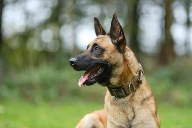 New police dog Seth help apprehend four Mansfield burglary suspects. Photo: Nottinghamshire Police