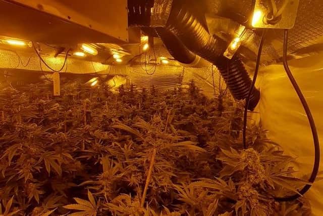Police discovered a large cannabis grow after raiding a propery in Sutton