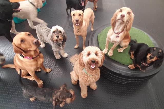 Dogs making friends for life at Mansfield Doggy Day Care Centre.