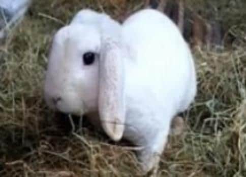 Reacher Rabbit.