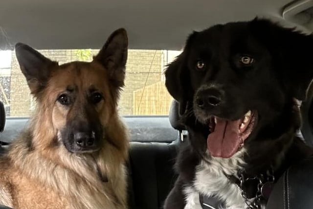 Cathy shared another photo of her other adopted dog Libby. Wilson (Alsatian) is not adopted but gets on well with his adopted siblings. Libby was rehomed from North Nottinghamshire-based rescue centre Doggy Dens UK Rescue.