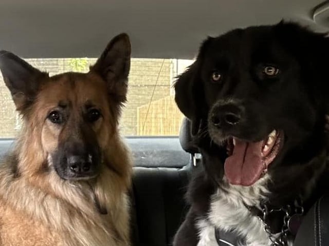 Cathy shared another photo of her other adopted dog Libby. Wilson (Alsatian) is not adopted but gets on well with his adopted siblings. Libby was rehomed from North Nottinghamshire-based rescue centre Doggy Dens UK Rescue.