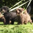 The council has extended its Dog Management Public Space Protection Order (PSPO) for another three-years.