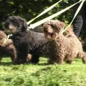 The council has extended its Dog Management Public Space Protection Order (PSPO) for another three-years.