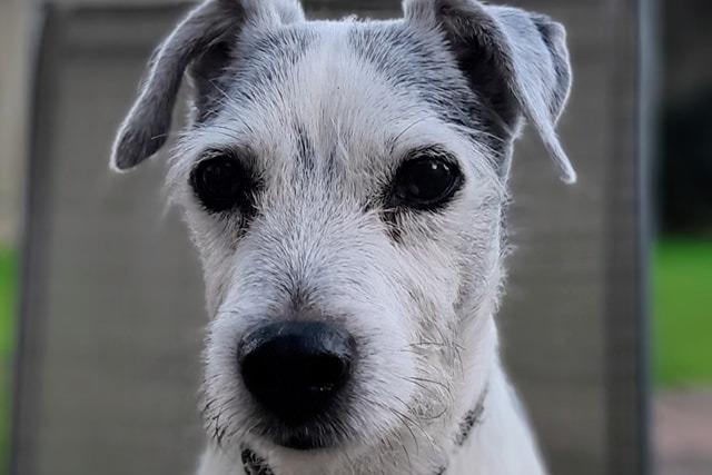 Alfie has been with Simon's family for eleven years now. He was adopted from Thornberry Animal Sanctuary.