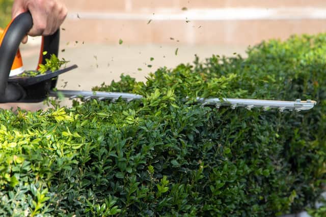 Hedge trimmers are at their lowest price for the past 12 months according to new research (photo: Adobe)