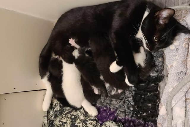 After being rescued, Marian is pictured with her kittens, latching on for a feed.