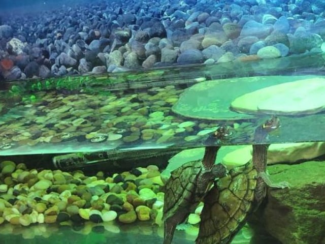 Atlas & Neptune are an enchanting pair of Map Turtles looking for their new home together. They will require a large tank that is big enough for them to swim around but also a ledge to bask on under a warm bulb and are based in Dunbartonshire.