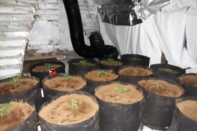 Cannabis plants seized during the Wallis Road raid