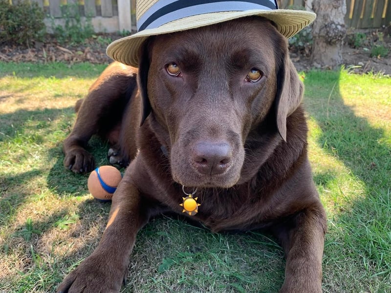 Here is five-year-old Willow, our community reporter's best friend.