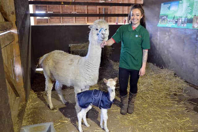 Farm assistant Eleanor Perkins with the new alpaca at Willow Tree Farm.